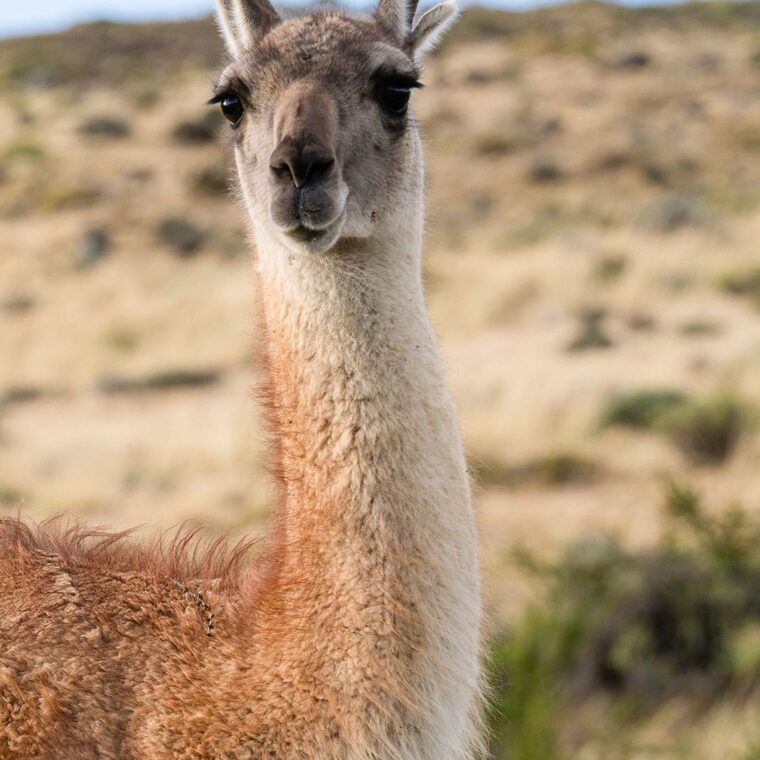 Eye contact, Patagonia