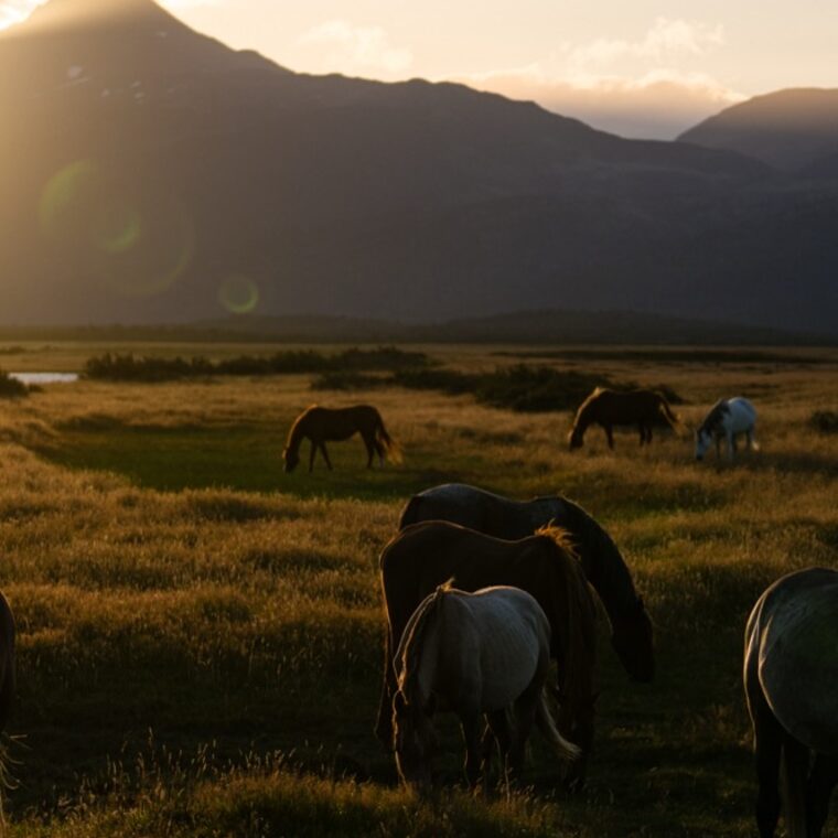The plains, Patagonia