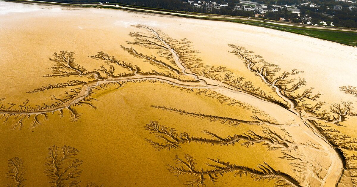 Aerial view of a tidal mudflat where one channel branches into many
