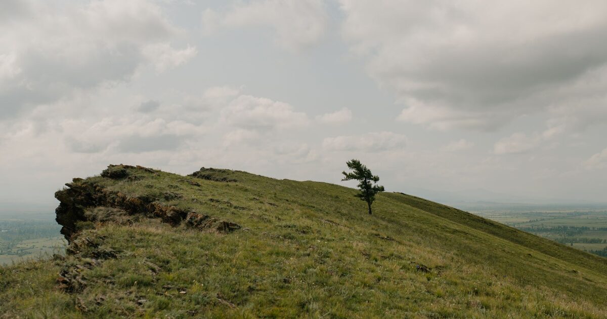 A single tree standing alone on a green ridge under a wide cloudy sky