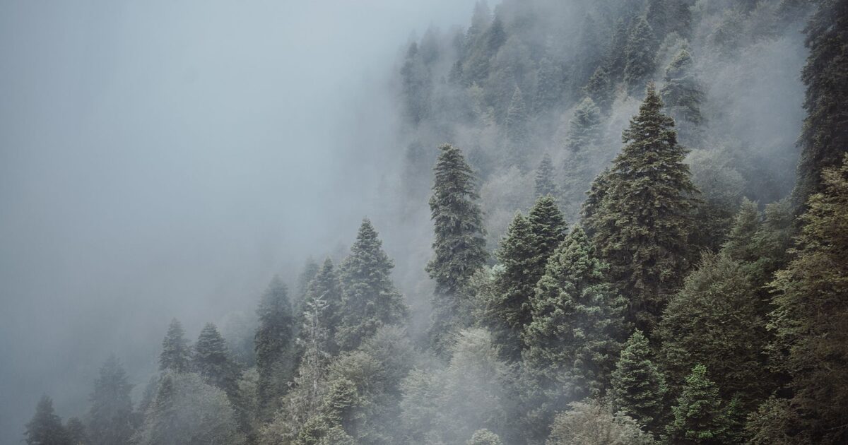 A forested mountain slope swallowed by low cloud, the trees barely visible
